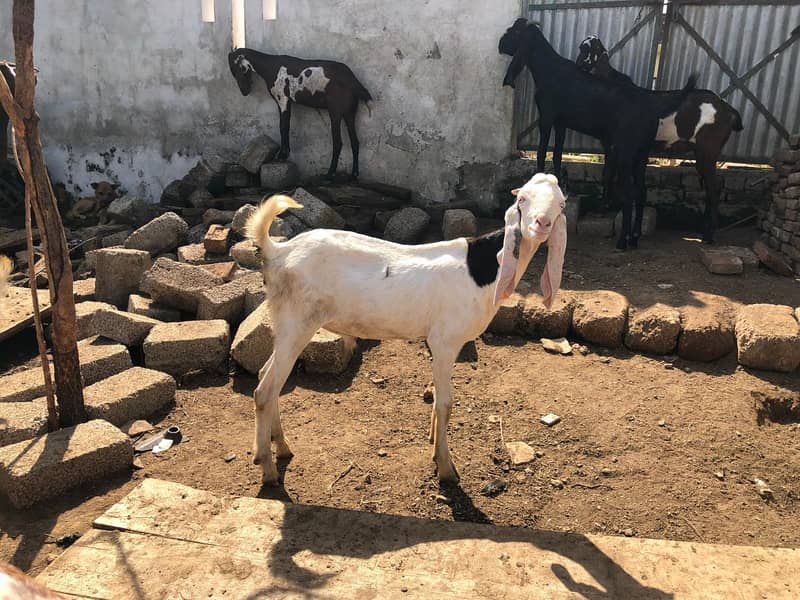 beatal goats 2