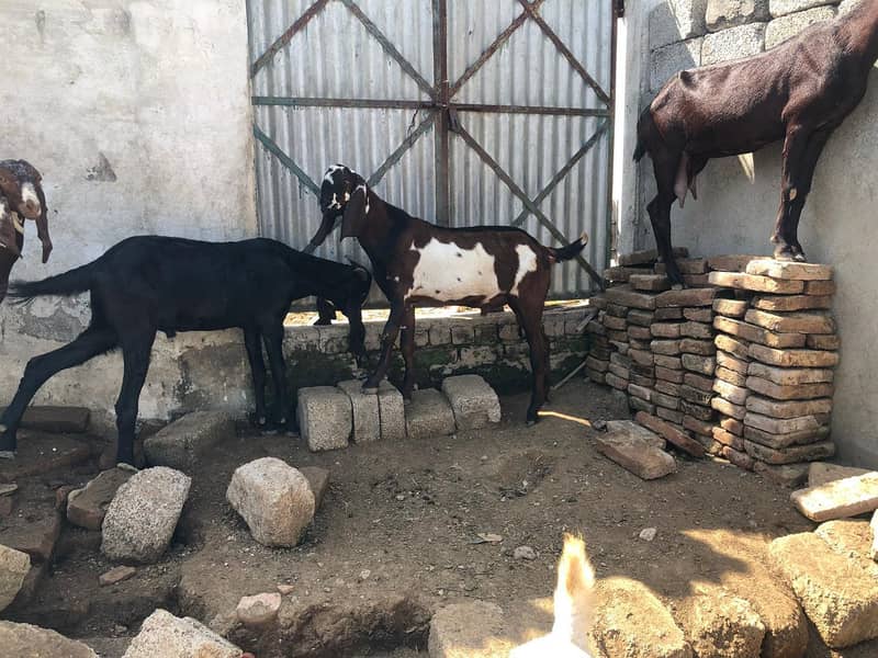 beatal goats 3