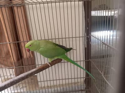 green parrot breeder forsale