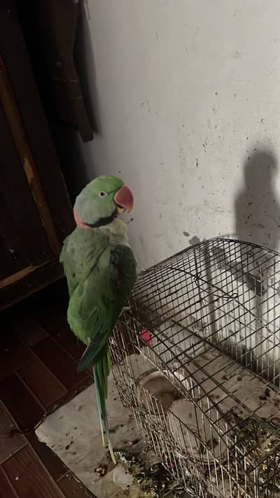 Green Parrot | Bolney wala tota