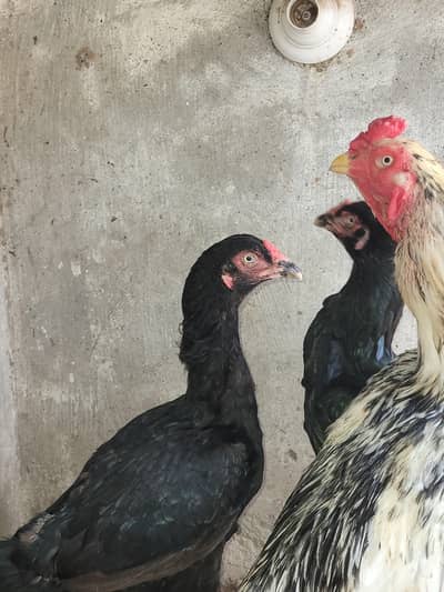 All hens for sale