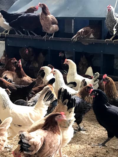 golden Australorp Rir hens available for sale