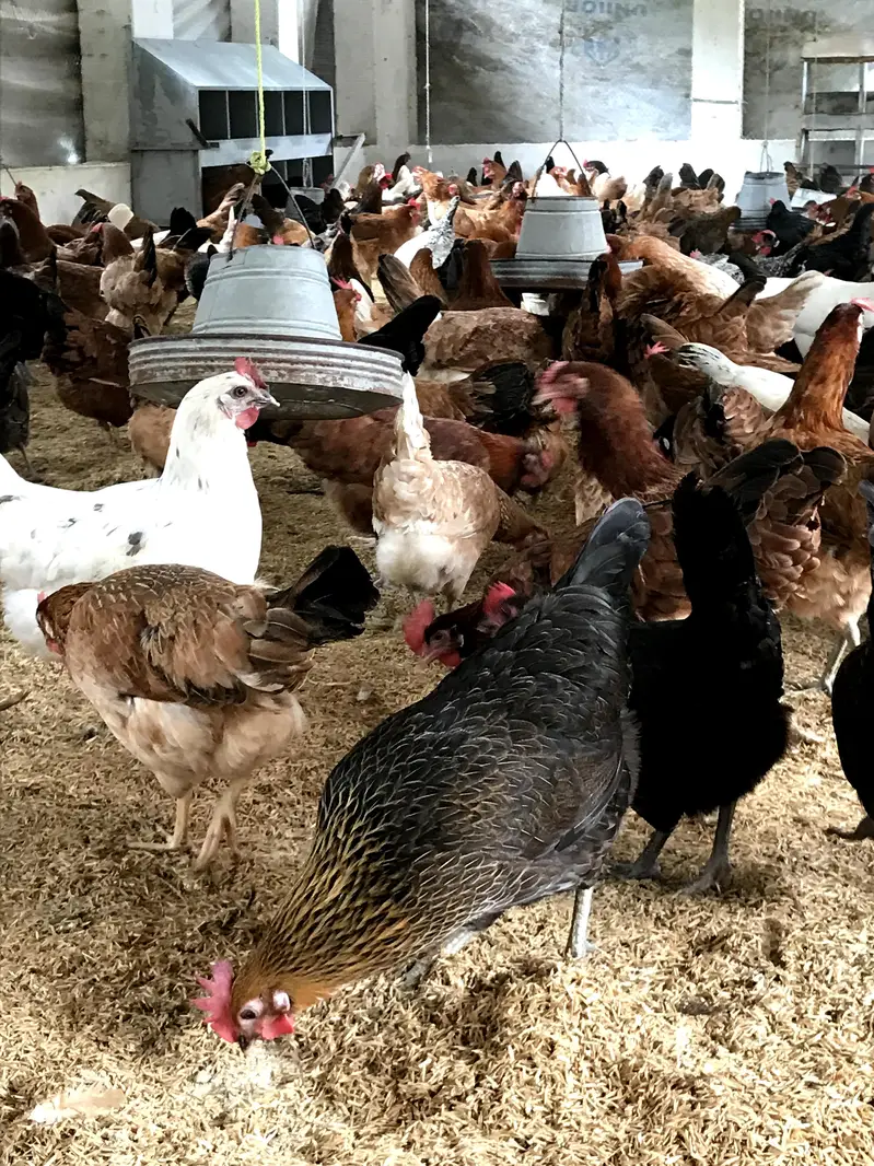 golden Australorp Rir hens available for sale — photo 2