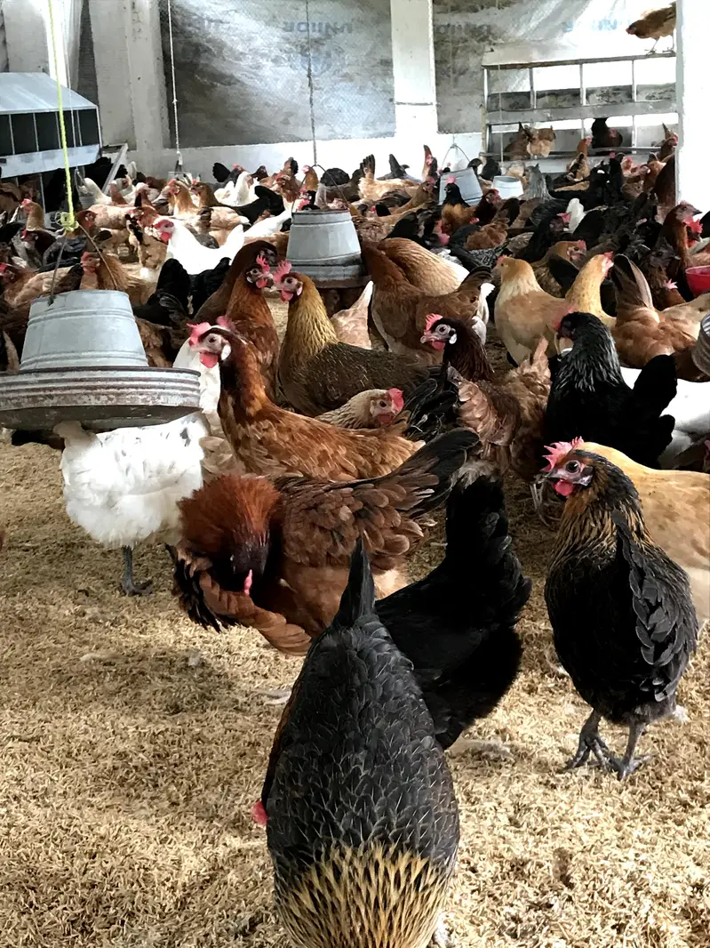 golden Australorp Rir hens available for sale — photo 3