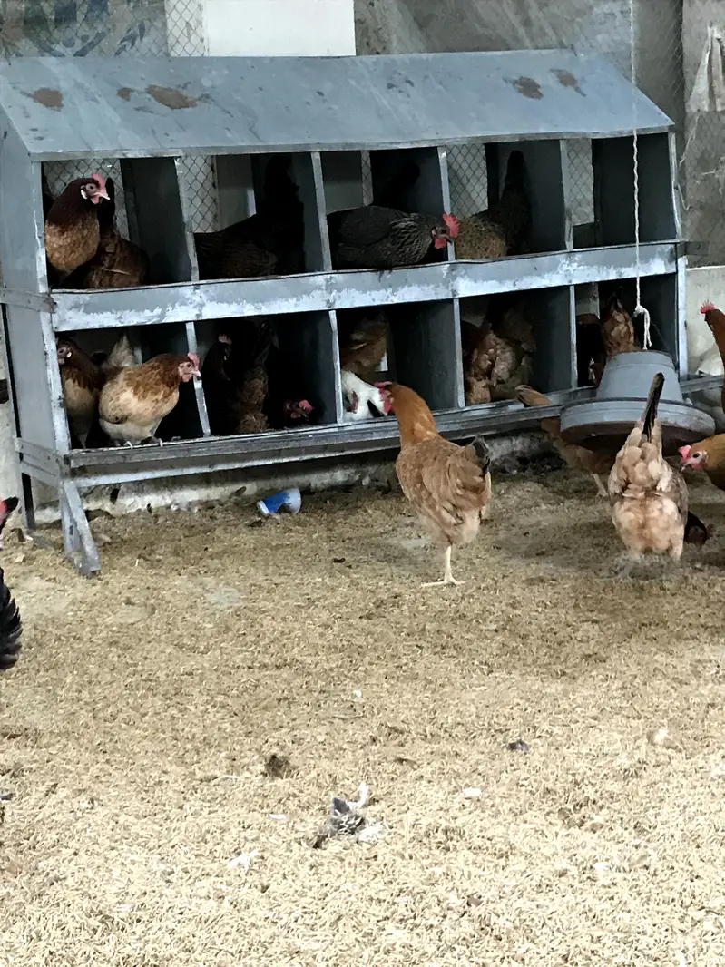 golden Australorp Rir hens available for sale — photo 4