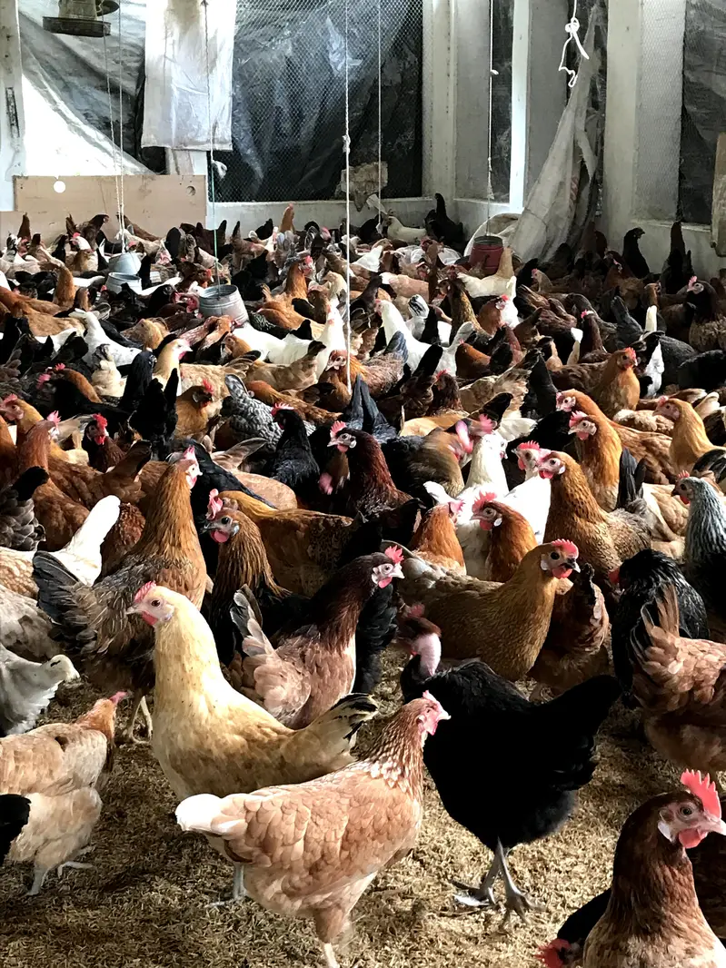 golden Australorp Rir hens available for sale — photo 5
