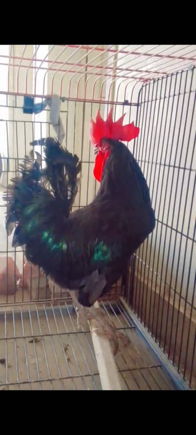 murga for sale 03427047027