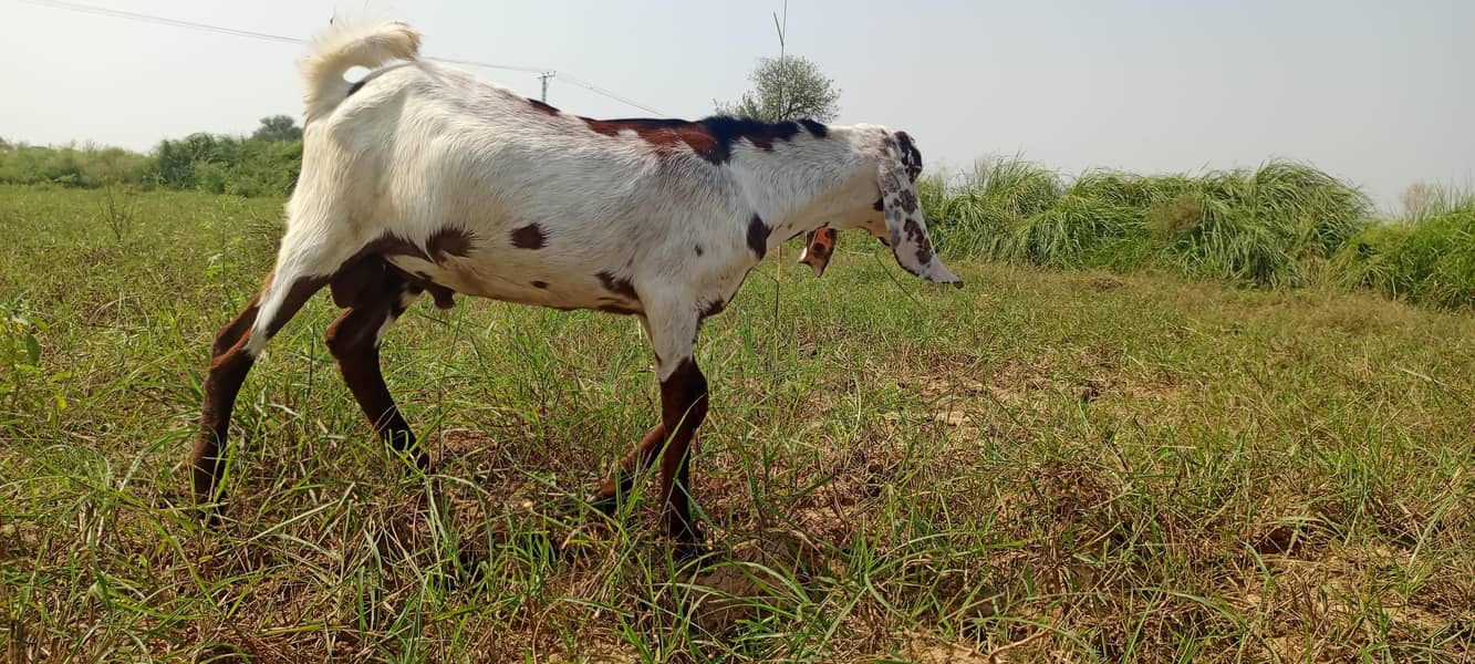beatal goats 5
