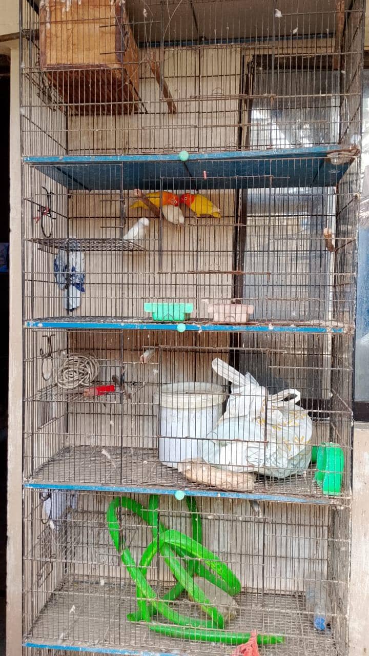 bird cage 0