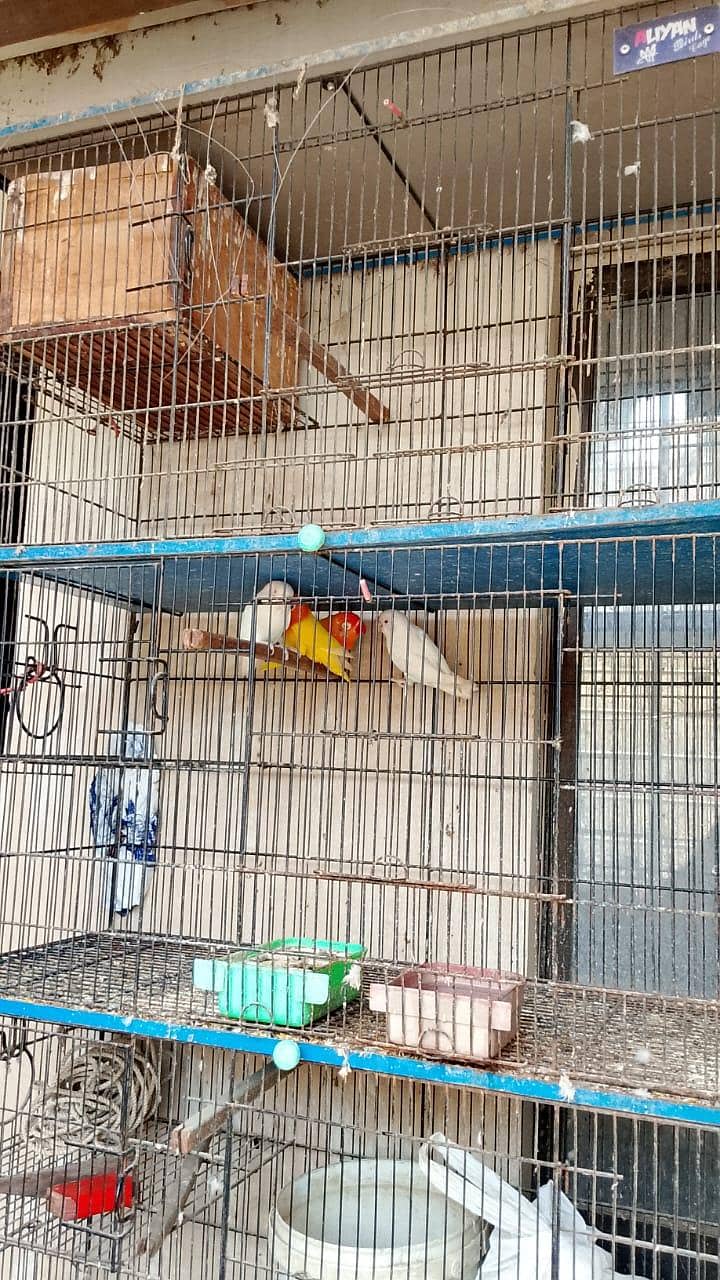 bird cage 2