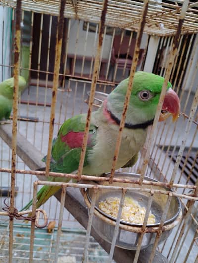 raw parrot for sale