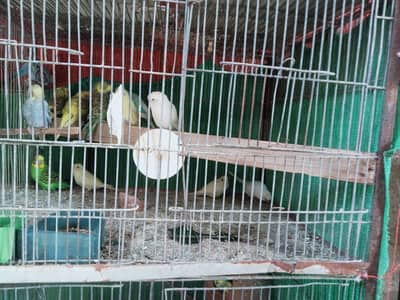 Bajri Birds for sale