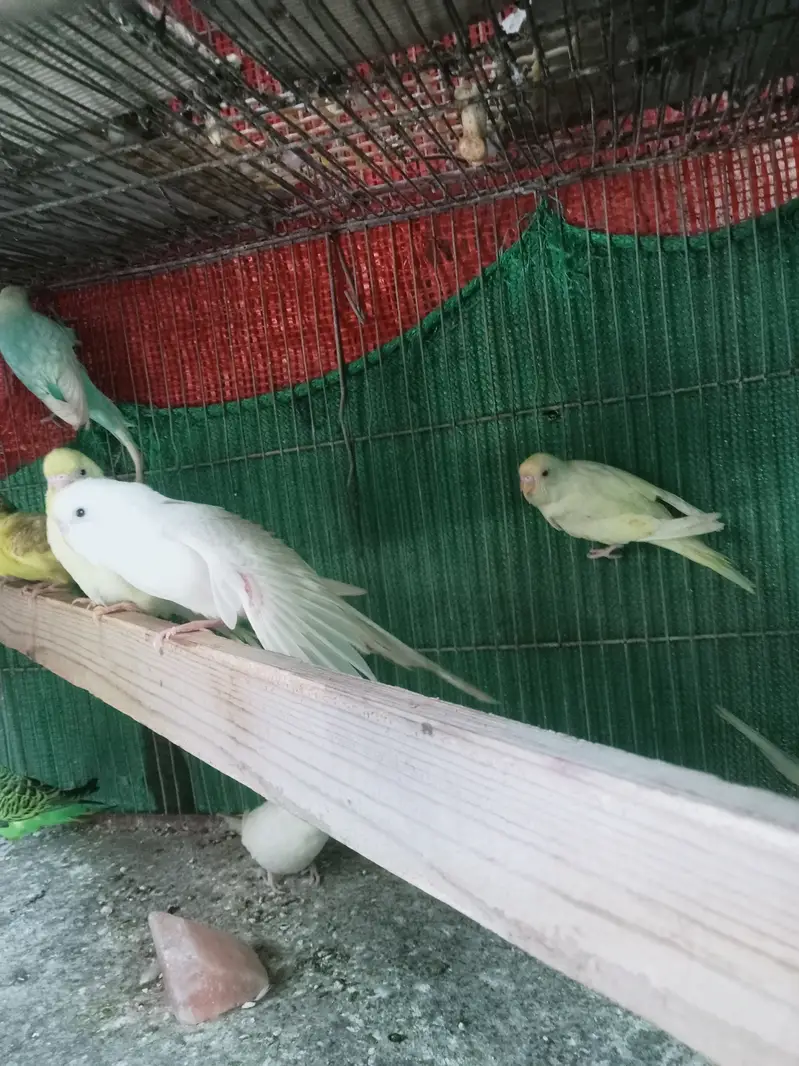 Bajri Birds for sale — photo 2