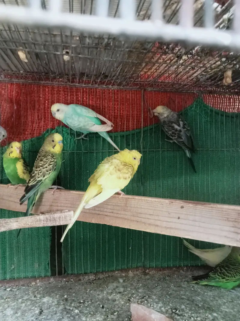 Bajri Birds for sale — photo 3