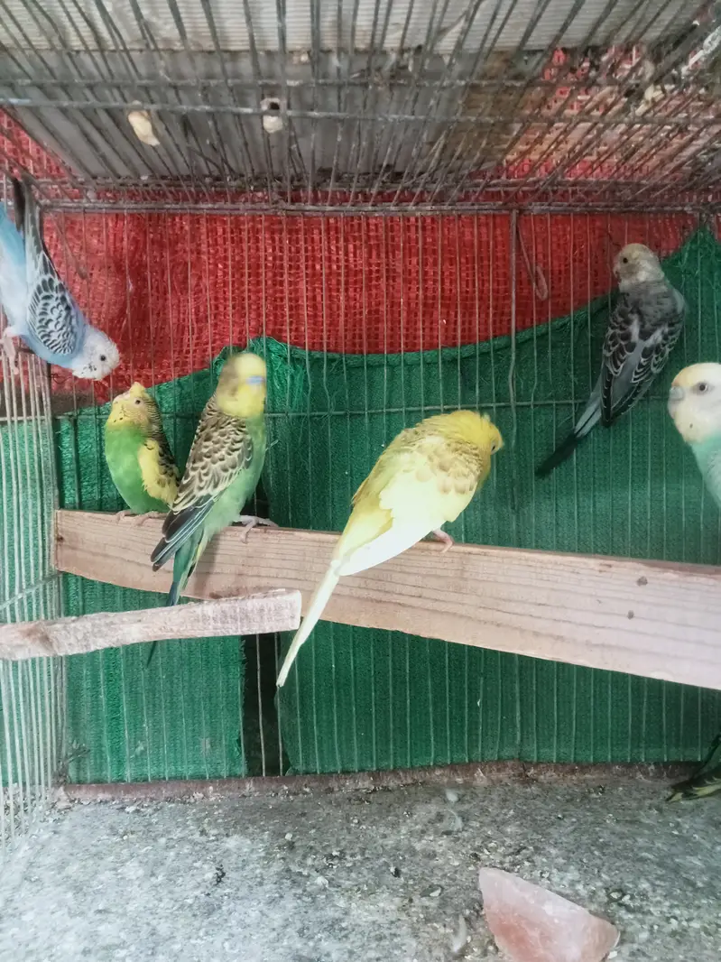 Bajri Birds for sale — photo 4