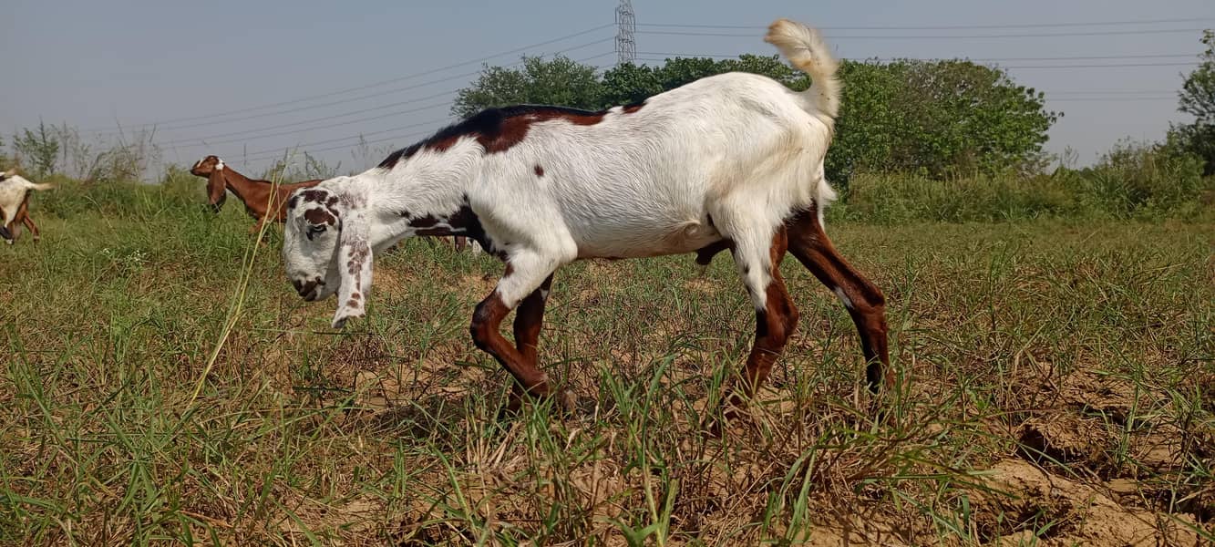 beatal goats 6