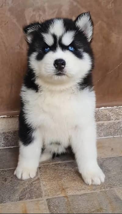 Siberian husky fore sale whtsaap number 0344//7375//372