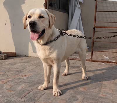 Labrador American and British adult for sale