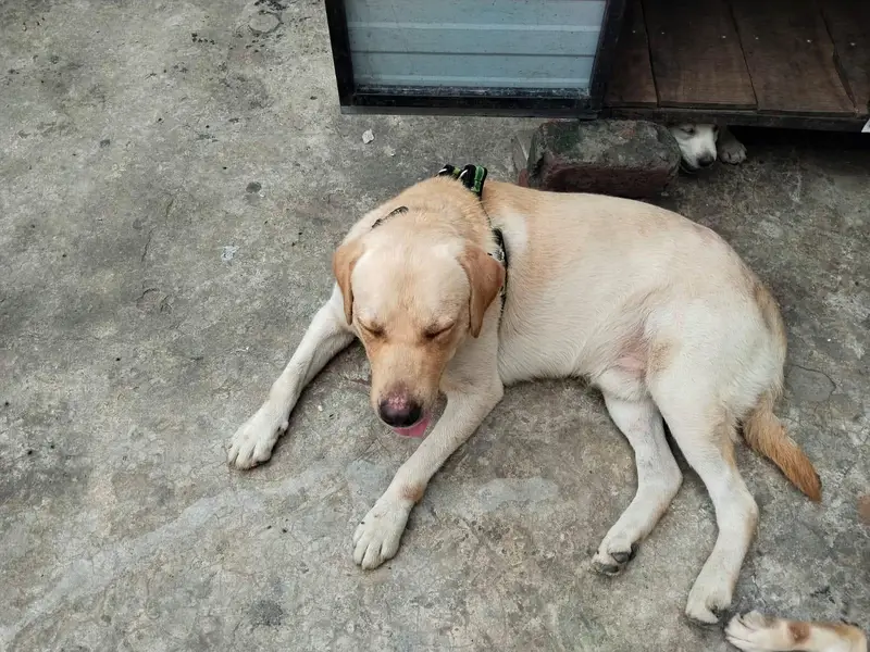 Labrador American and British adult for sale — photo 6