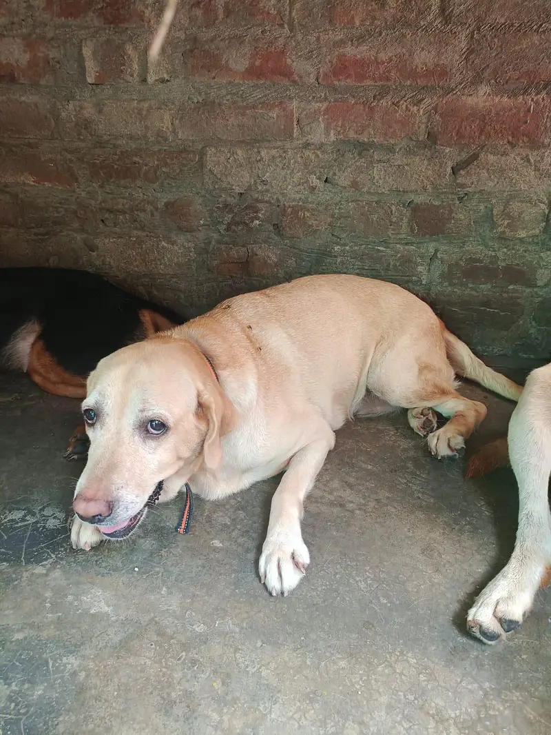 Labrador American and British adult for sale — photo 8
