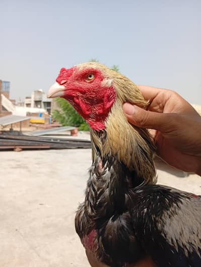 Aseel pair for sale