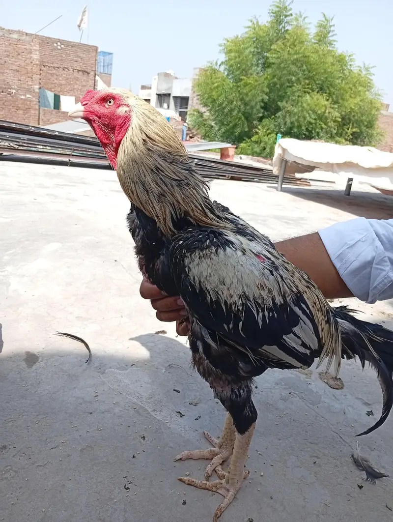 Aseel pair for sale — photo 2