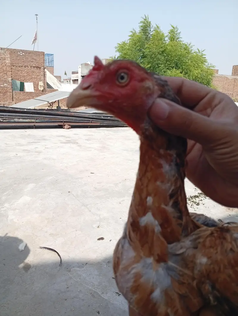 Aseel pair for sale — photo 4