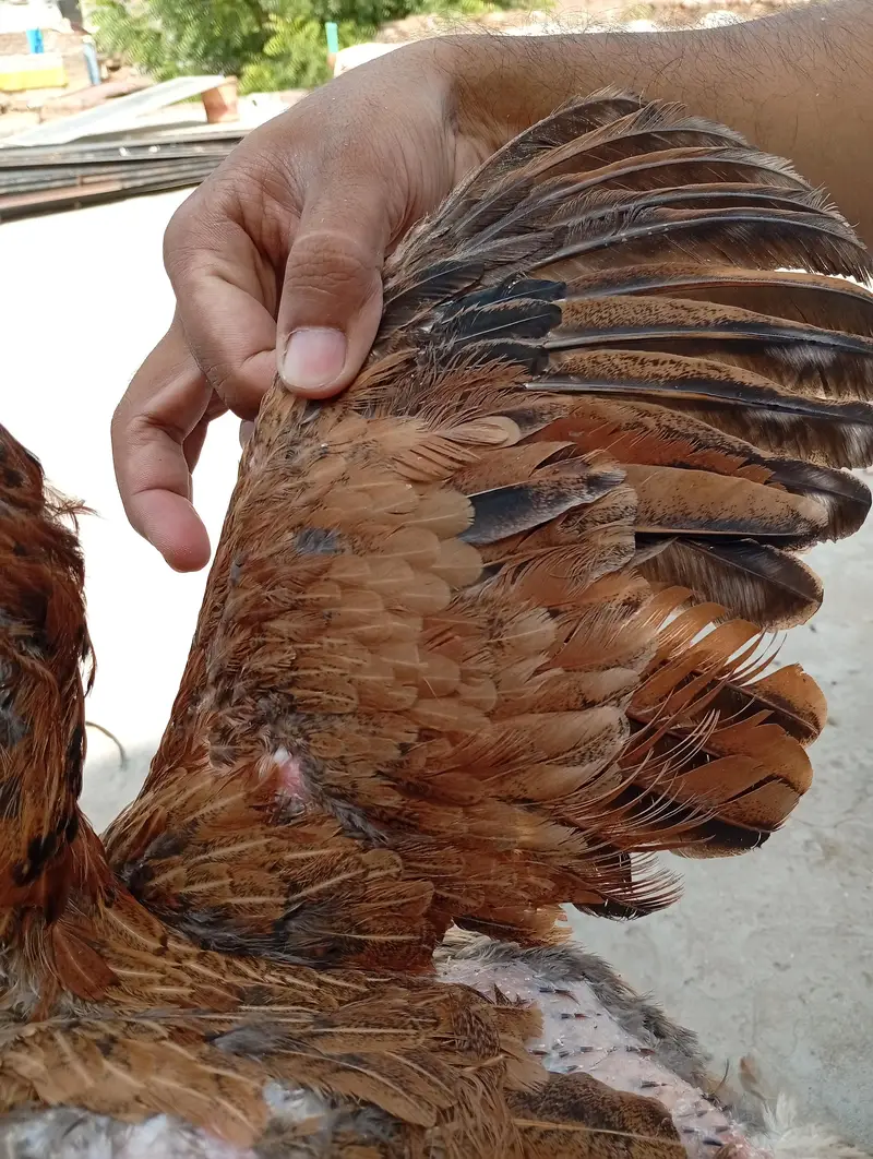 Aseel pair for sale — photo 5