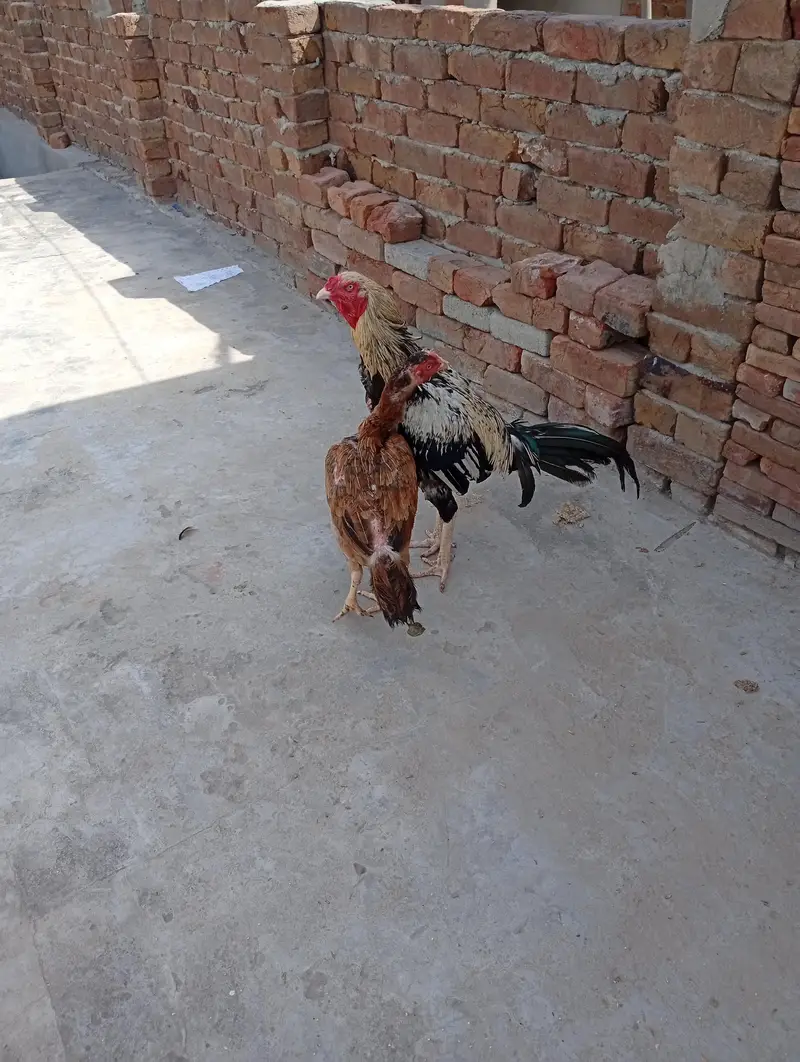Aseel pair for sale — photo 7