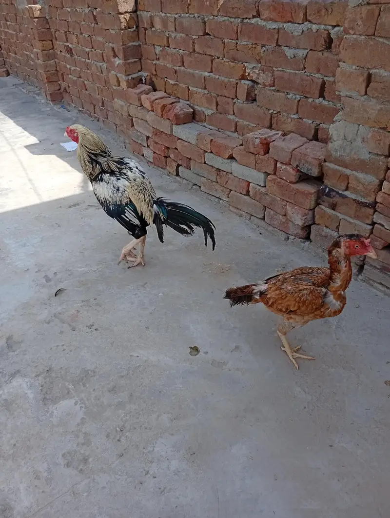 Aseel pair for sale — photo 8