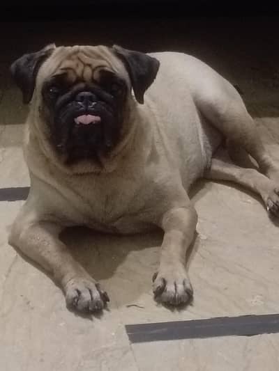 pug breeder female