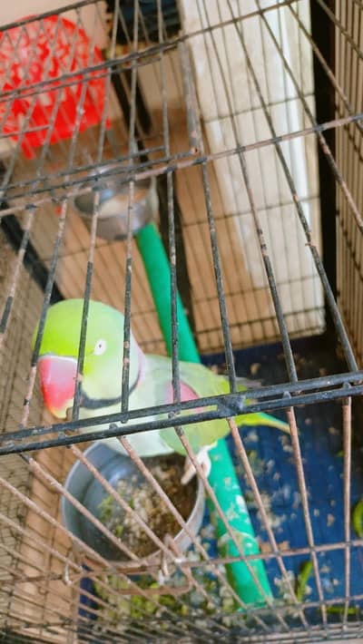 very beautiful and talking parrot