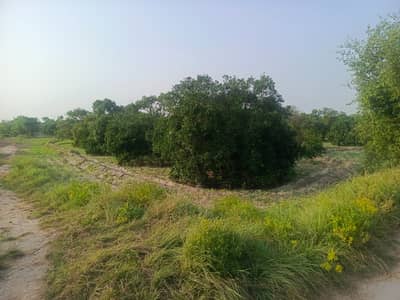 Agriculture Land Sale Urgent Chak 74 Nb