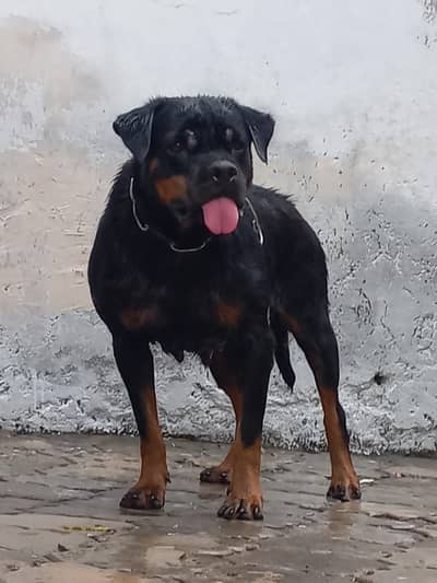 Rottweiler female