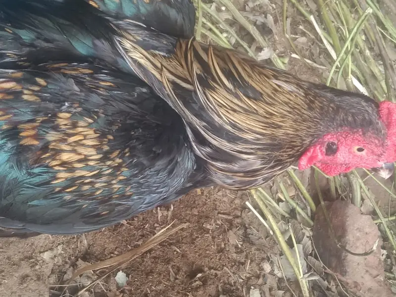 Pure Mianwali Aseel Breeder Murga - White Eye — photo 2