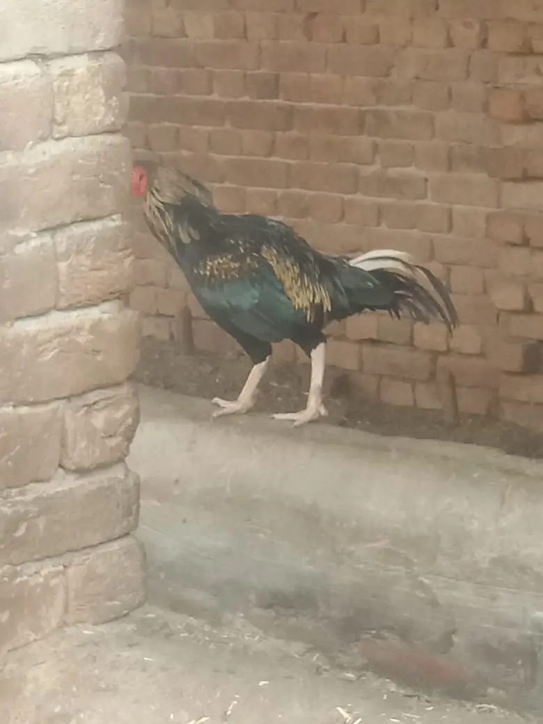 Pure Mianwali Aseel Breeder Murga - White Eye — photo 3