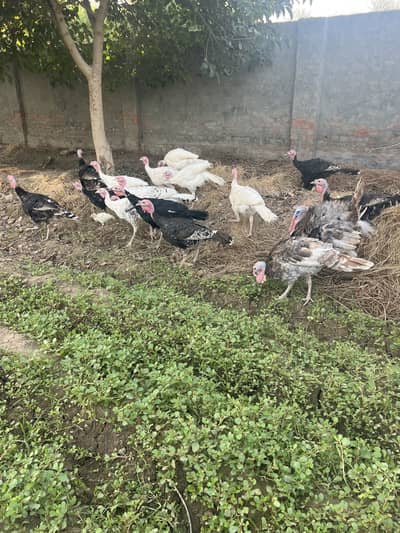 Turkey Chicks: Cargo available