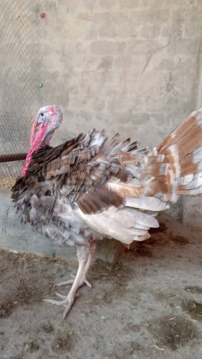 Young Turkeys  and Breeder Rs. 6000/-  :Cargo available