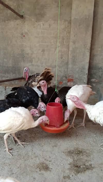 Young Turkeys  : Cargo available