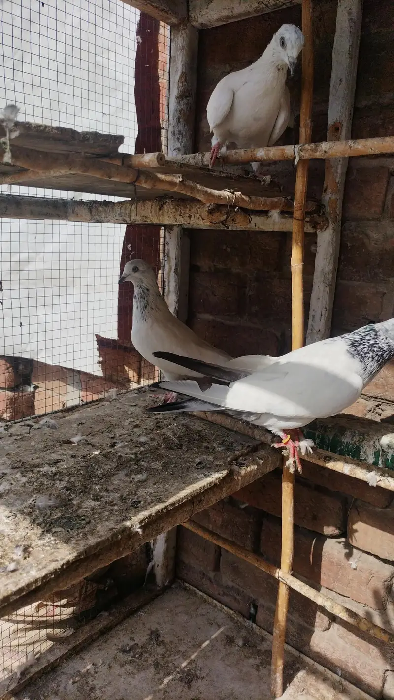 nilay kamager France sailkoti — photo 7