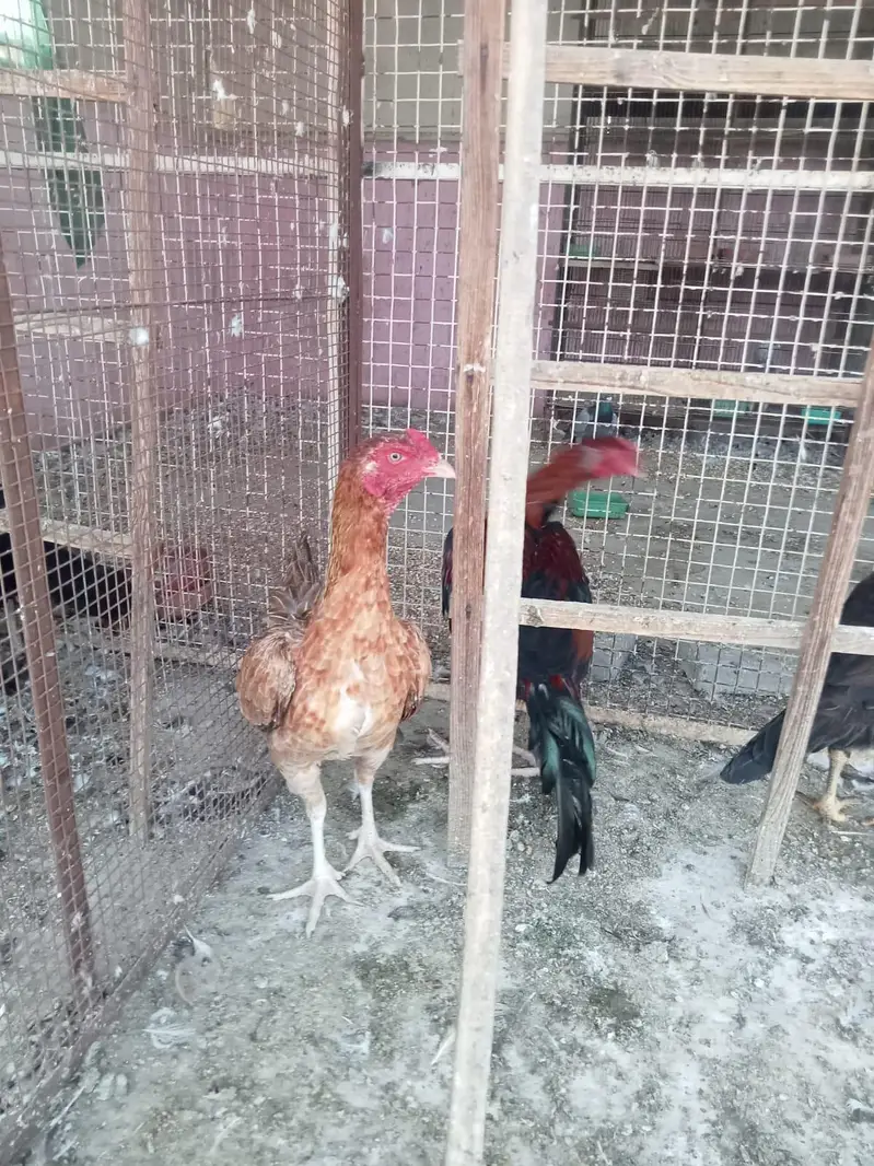 aseel murgha 2 or 2 aseel murghiya — photo 10