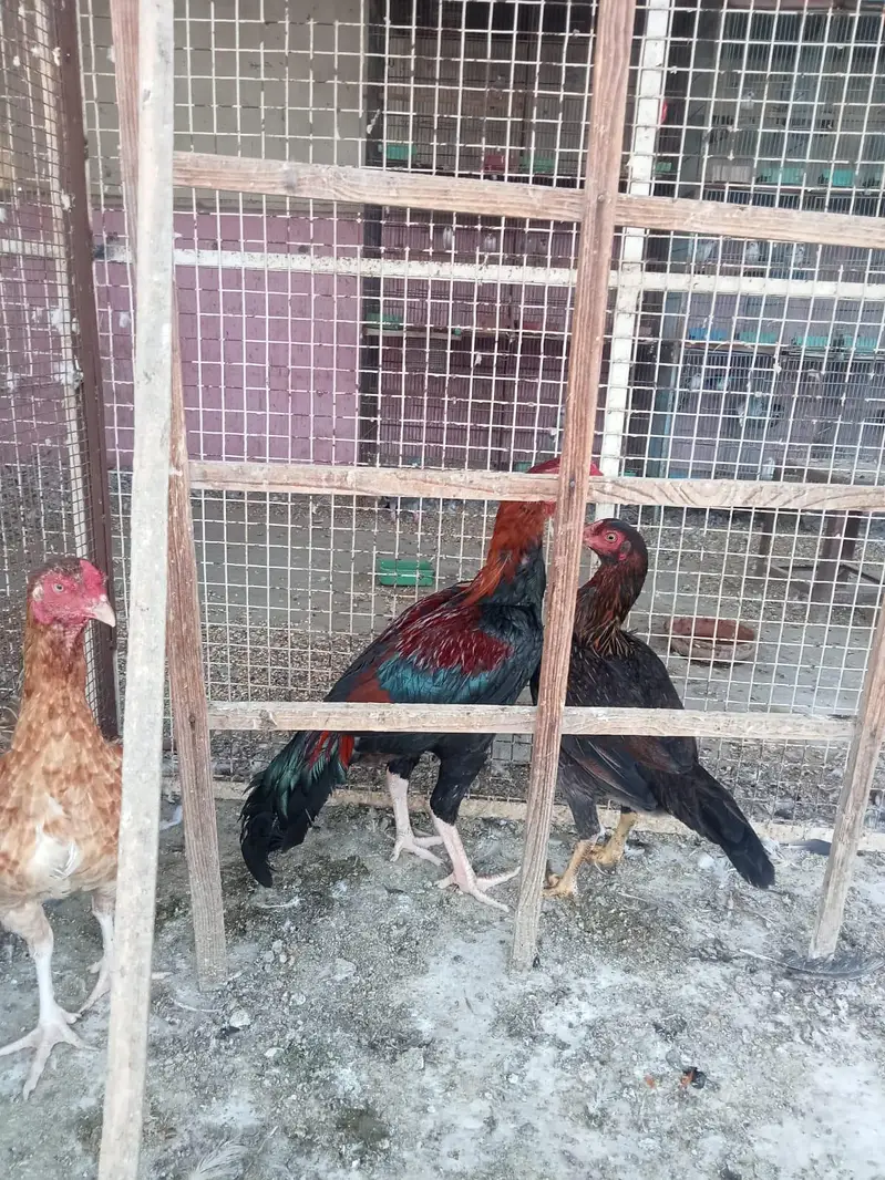aseel murgha 2 or 2 aseel murghiya — photo 11