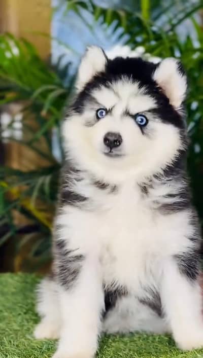 Siberian husky fore sale whtsaap number 0344//7375//372