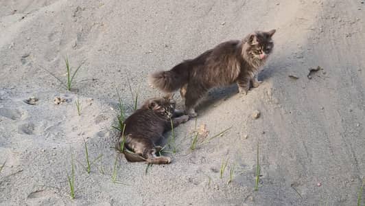 Cute Male & Female Cat Pair Available
