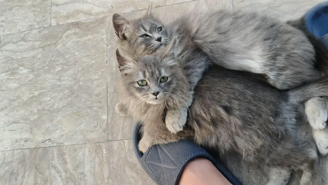 Cute Male & Female Cat Pair Available — photo 2
