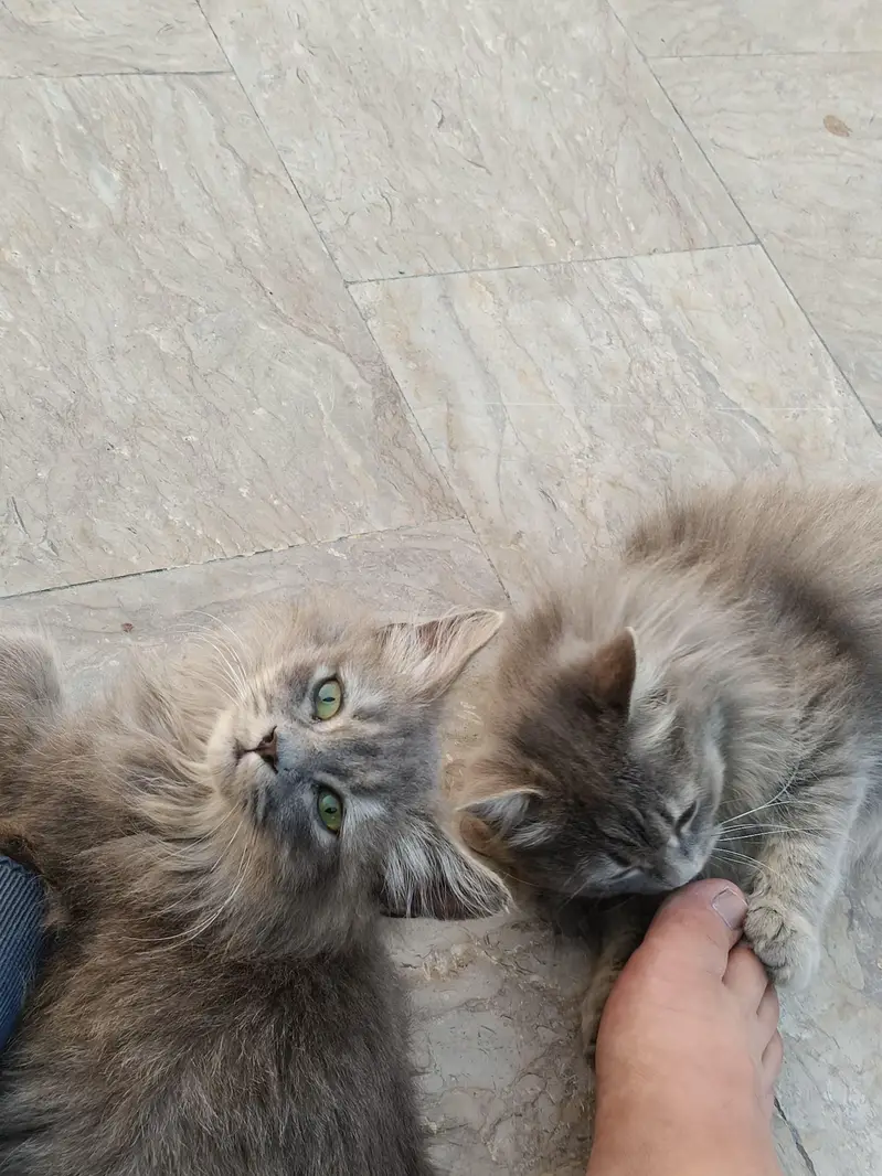 Cute Male & Female Cat Pair Available — photo 3
