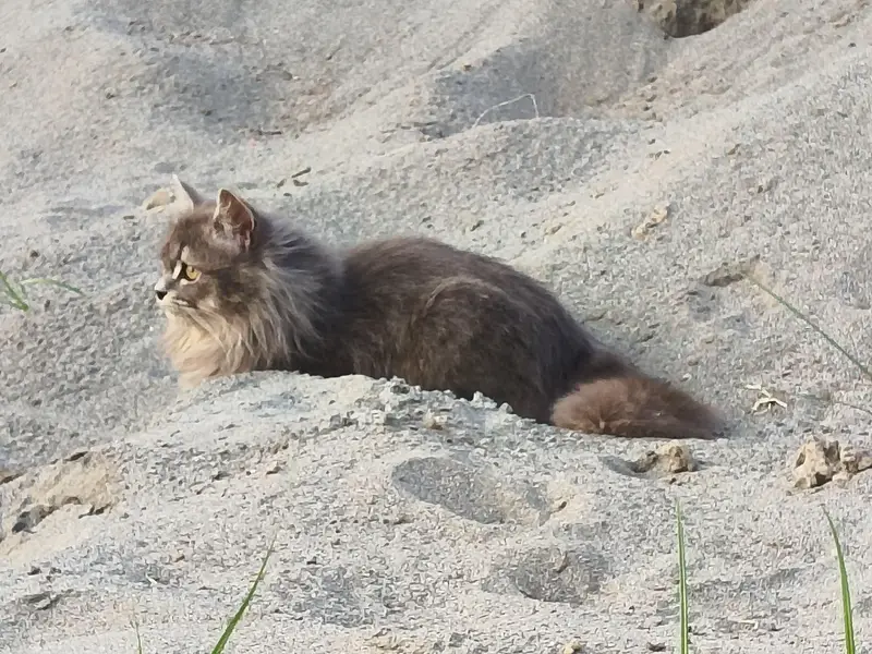 Cute Male & Female Cat Pair Available — photo 4