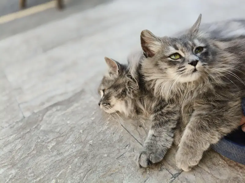 Cute Male & Female Cat Pair Available — photo 5