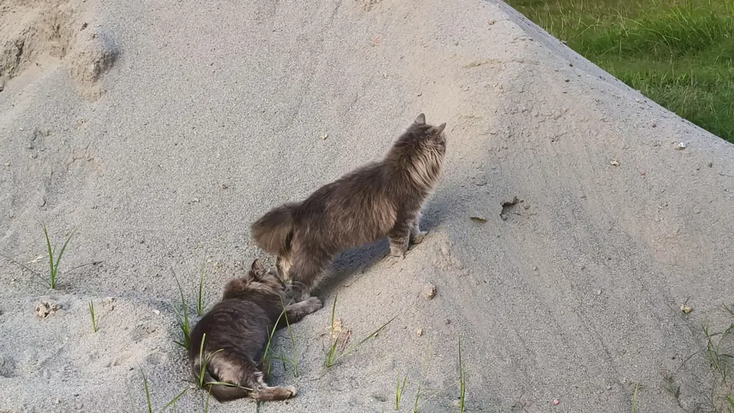Cute Male & Female Cat Pair Available — photo 6