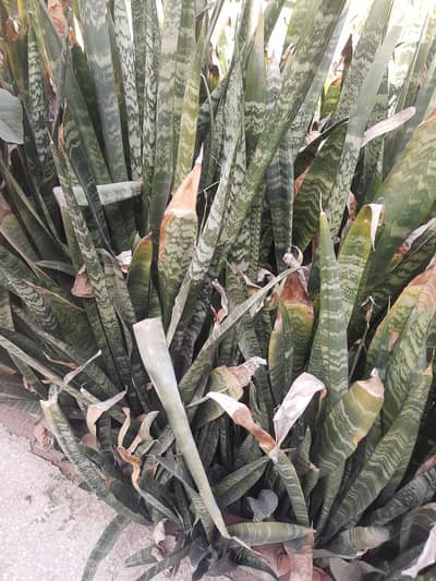 Snake plant